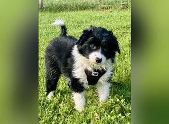 Mini American Shepherd Welpen