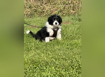 Mini American Shepherd Welpen