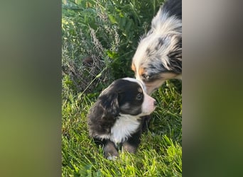 Miniature Australian Shepherd Welpen m. Papieren