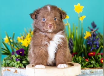 Kleinbleibende Miniature Australian Shepherd Welpen