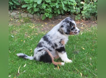 Mini Aussie Welpen Miniatur Australian Shepherd Welpen Welpe