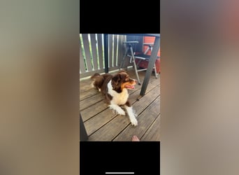 Amy - Mini Australian Shepherd Mini Ausi kinderlieb verschmust lieb