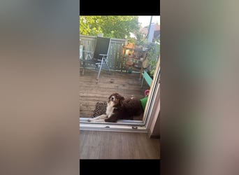 Amy - Mini Australian Shepherd Mini Ausi kinderlieb verschmust lieb