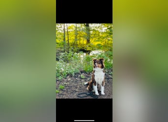 Amy - Mini Australian Shepherd Mini Ausi kinderlieb verschmust lieb