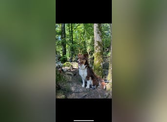 Amy - Mini Australian Shepherd Mini Ausi kinderlieb verschmust lieb