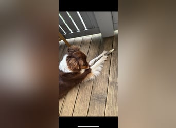 Amy - Mini Australian Shepherd Mini Ausi kinderlieb verschmust lieb