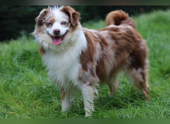 Mini Aussie Deckrüde, 36 cm, red merle, blaue Augen, Toy Australian Shepherd