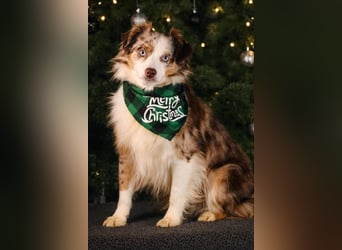 Mini Aussie Deckrüde, 36 cm, red merle, blaue Augen, Toy Australian Shepherd