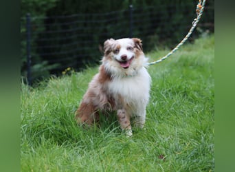 Mini Aussie Deckrüde, 36 cm, red merle, blaue Augen, Toy Australian Shepherd