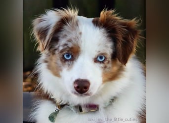Mini Aussie Deckrüde, 36 cm, red merle, blaue Augen, Toy Australian Shepherd