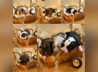 Mini Aussie Deckrüde, 36 cm, red merle, blaue Augen, Toy Australian Shepherd