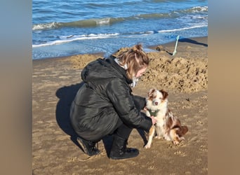 Mini Aussie Deckrüde, 36 cm, red merle, blaue Augen, Toy Australian Shepherd