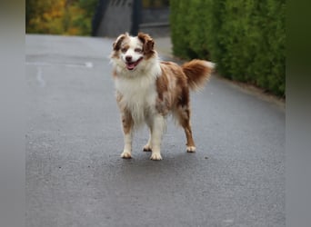 Mini Aussie Deckrüde, 36 cm, red merle, blaue Augen, Toy Australian Shepherd