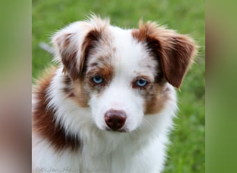 Mini Aussie Deckrüde, 36 cm, red merle, blaue Augen, Toy Australian Shepherd