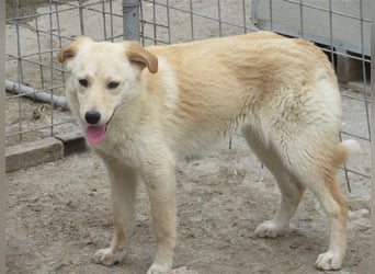 KIARA ❤ EILIG sucht Zuhause oder Pflegestelle