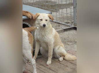 KIARA ❤ EILIG sucht Zuhause oder Pflegestelle