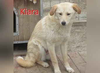 KIARA ❤ EILIG sucht Zuhause oder Pflegestelle