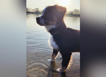 Carlo sucht sein neues Zuhause