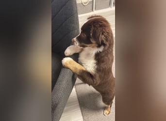 Carlo sucht sein neues Zuhause