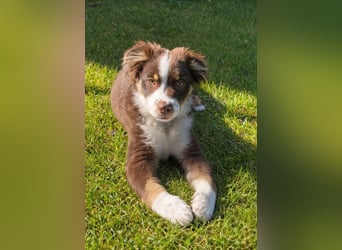 Carlo sucht sein neues Zuhause