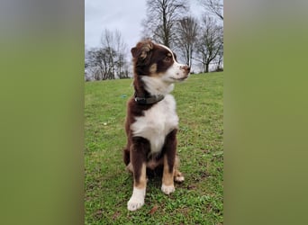 Carlo sucht sein neues Zuhause