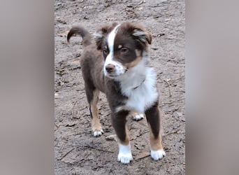 Carlo sucht sein neues Zuhause