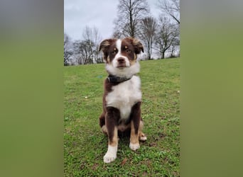 Carlo sucht sein neues Zuhause