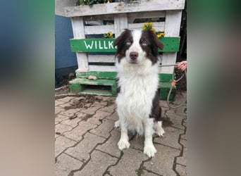 Themba, Mini Aussie, geb. 2023, muss noch alles lernen und braucht Auslastung