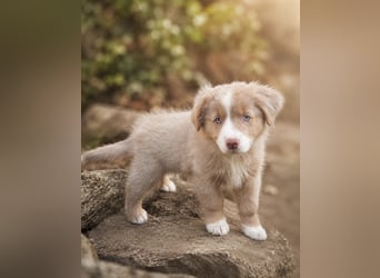 Miniature Australian Shepherd Welpen mit Papieren