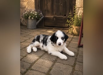 Miniature Australian Shepherd Welpen mit Papieren