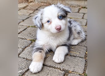 Unsere wunderschönen Miniature Australian Shepherd Welpen machen sich bereits jetzt auf die Suche na
