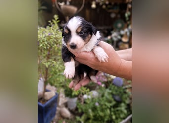 Mini Miniature Australian Shepherd Welpen mit Papieren