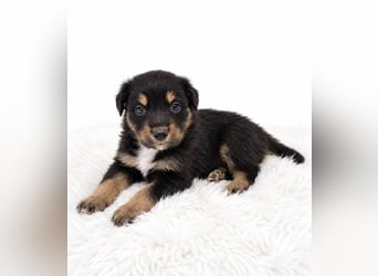 Unsere wunderschönen Miniature Australian Shepherd Welpen machen sich bereits jetzt auf die Suche na