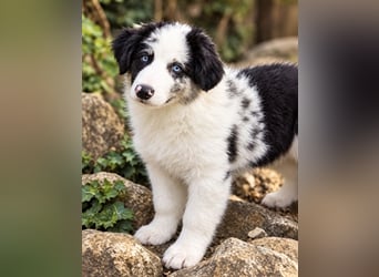 Miniature Australian Shepherd Welpen mit Papieren
