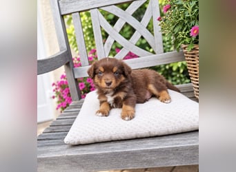 Mini Miniature Australian Shepherd Welpen mit Papieren