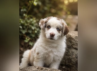 Miniature Australian Shepherd Welpen mit Papieren