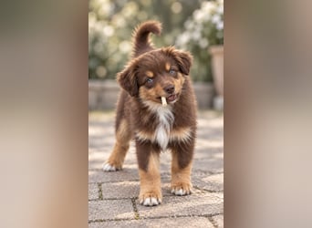 Mini Miniature Australian Shepherd Welpen mit Papieren