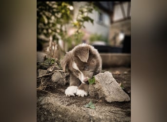 Miniature Australian Shepherd Welpen mit Papieren
