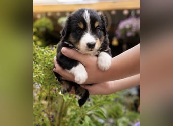 Mini Miniature Australian Shepherd Welpen mit Papieren
