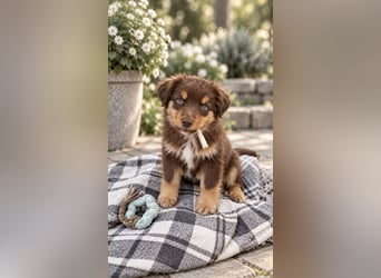 Mini Miniature Australian Shepherd Welpen mit Papieren