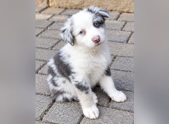 Unsere wunderschönen Miniature Australian Shepherd Welpen machen sich bereits jetzt auf die Suche na
