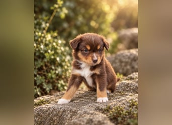 Mini Miniature Australian Shepherd Welpen mit Papieren