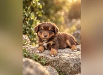 Mini Miniature Australian Shepherd Welpen mit Papieren