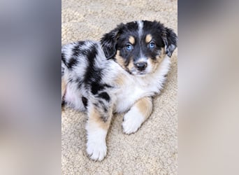 Unsere wunderschönen Miniature Australian Shepherd Welpen machen sich bereits jetzt auf die Suche na