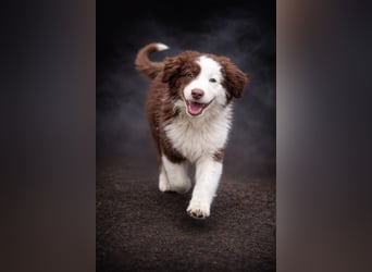 Miniature Australian Shepherd Welpen mit Papieren