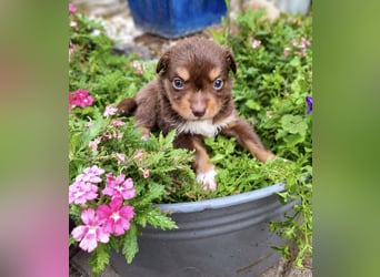 Mini Miniature Australian Shepherd Welpen mit Papieren