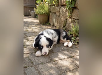 Miniature Australian Shepherd Welpen mit Papieren