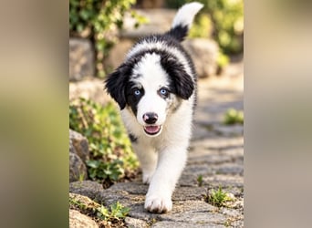 Miniature Australian Shepherd Welpen mit Papieren