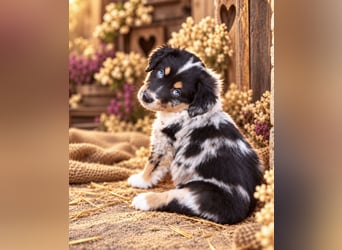 Unsere wunderschönen Miniature Australian Shepherd Welpen machen sich bereits jetzt auf die Suche na