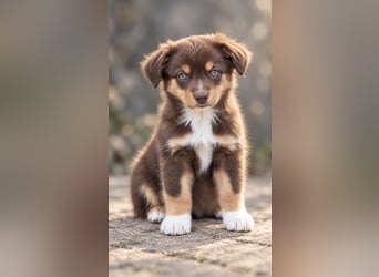 Mini Miniature Australian Shepherd Welpen mit Papieren